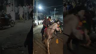 bhadla fuleku#kudvavalaghoda #kathiyawadihorse #marriage #fuleku #horses #equestrian#kathidarbar