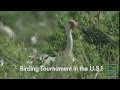 The Great Texas Birding Classic