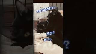 大事な話がある！ネコ同士の会話 #cat #ねこ #保護猫 #大事な話#shorts