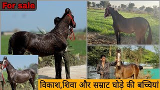 आज फेमस घोड़ों की बछेरिया और बछेरा , DNA गारंटी के साथ बिकाऊ । #luxuryhorseworld #horseforsale