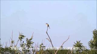 Brown Shrike in Hokkaido/北海道のアカモズ