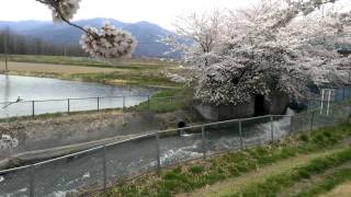 桜。安曇野。