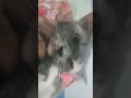 AKU INI MENGEJAR TREND #lamaritza #kucing #tiktokviral