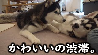 【癒し】泥まみれドッグランから友達ハスキー犬の家に行って遊んできた話