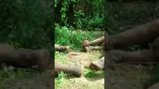 ବିଜୁଳି ତାର ଲାଗି ଦୁଇ ମାଈ ହାତୀ ମୃତ । Two female elephants died due to lightning : Keonjhar