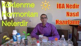 Köklendirici Hormon (İBA) Nasıl Hazırlanır?