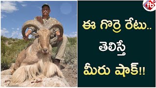 ఈ గొర్రె రేటు తెలిస్తే మీరు షాక్! | Top Price for Sheep | Viral News  | FB TV | Asvi Media |