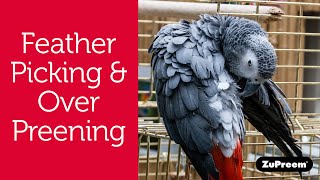 Feather Picking or Over-Preening in Pet Birds | Bird Owner Tips