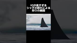 恐ろしい‥IQが高すぎるシャチの群れがアザラシを狩る瞬間#shorts