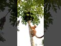 cat climbing on a tree cat cats catshorts cutecat cutecats youtubeshorts shots kitten