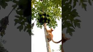 cat climbing on a tree #cat #cats #catshorts #cutecat #cutecats #youtubeshorts #shots #kitten