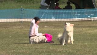 華麗なるパフォーマー犬　①　K9  2015/09　富士川河川敷