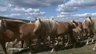 Das Haflinger Gestüt Meura im Länderspiegel des ZDF  - ein Beitrag über das  Schwarzatal