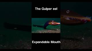 The Gulper eel / 1. Expandable Mouth #bigcats #shark #marinelifeexploration