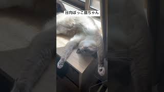 朝は日向ぼっこから始まる猫ちゃん達 #shorts #猫