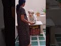 🔥என்னைப்போல ஒருவனை கண்டதுண்டா சொல்லுங்க💥🥰 #vlog of kasthu #petlover #pets #doglover #funny