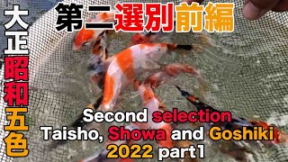 【koi】大正・昭和・五色第二選別  前編/ Second selection of Taisho, Showa and Goshiki 2022 part1【錦鯉】