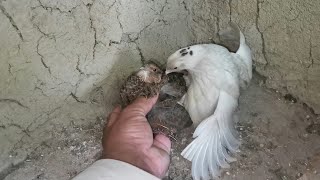 Quail Bird Breeding | Batair Pair