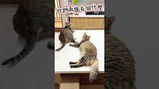 阿虎害羞了 #cat #貓咪小短篇