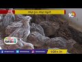 నాటుకోడి కంటే యమా టెస్ట్ quail bird farming as self employment quail bird meat benefits 10tv