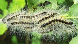 DEADLY Caterpillars Are Invading The UK