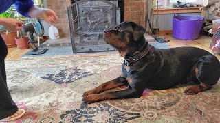 Learning to crawl.#rottweiler #crawl