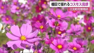 2.5ヘクタールの棚田でコスモス見ごろ【佐賀県江北町】 (20/11/05 12:03)