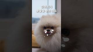 강아지가 콧물을 뱉는 이유