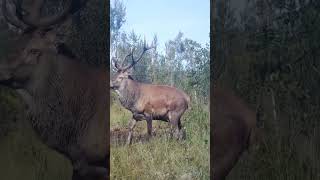 🎧 Laukinės gamtos gyvūnai. Taurieji elniai  #nature #gamta #gamtosgarsai #naturesounds