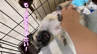 おやすみ前に撫でてアピールが凄いパグの子犬 [Pug Puppy]