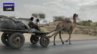 Beautiful Camel With Camel Cart At Road Of Thar Desert || Camel  Uses ||