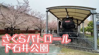 さくらパトロール　下石井公園