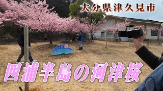 【四浦半島の河津桜】大分県津久見市