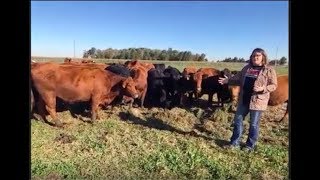 Virtual Field Trip to an Ohio Beef Feedlot - Stickel Farm - 10/18/19 - 10 a.m.
