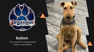 “Kolton” 1YO Airedale | Naughty to Amazingly Obedient | Trainer Krista Bailey