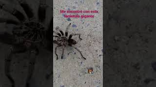 Tarántula goliat🕸 esta mide aproximadamente 10 cm. #animals #shorts