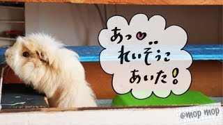 冷蔵庫が開く音に喜んで反応するモルモット　cute guineapig