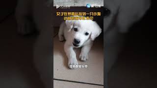 【萌寵】狗狗一眼認出半年未見的主人 狂奔上前迎接