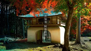 【Trip to Kyoto】古知谷 阿弥陀寺の紅葉｜2022.11｜４K｜京都紅葉｜ Kochidani Amidaji Temple｜Kyoto Autumn leaves