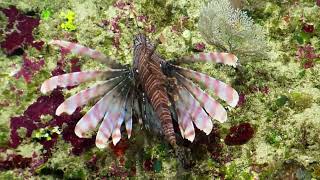 Lionfish in the Caribbean - 2013 | Nautilus Live (Remastered!)