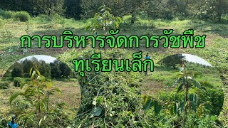 การบริหารจัดการวัชพืชทุเรียนเล็ก EP.04