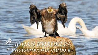 Putni / Birds : JŪRAS KRAUKLIS /Phalacrocorax carbo/.