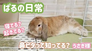 うさぎ様【No.92】うさぎが寝るタイミングはこれで分かります！！