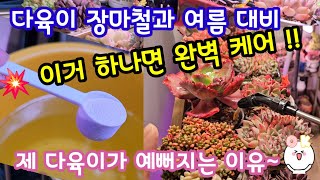 다육이 방제 만큼 중요한 이것 ‼️내가 쓰는 칼슘제 꼬박꼬박 챙겨주는이유는?🌺 예뻐지니까~ 건강해지니까~저만의비법 ㅋ😆