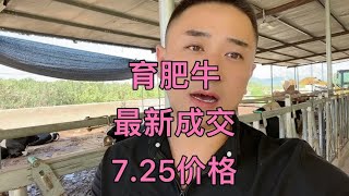 育肥牛最近成交价格，栓样肥牛，看看我们当地小公牛价格