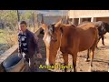 Neues Video über das Leben der Pferde #1