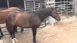 Angry Horse (Thunder)