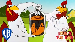Looney Tuesdays | Iconic Characters: Foghorn Leghorn | Looney Tunes | WB Kids