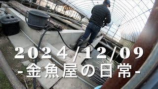 -20241205-金魚屋の日常