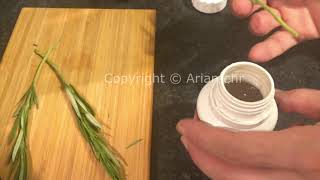 How To Propagate Rosemary - آموزش تکثیر گیاه رزماری